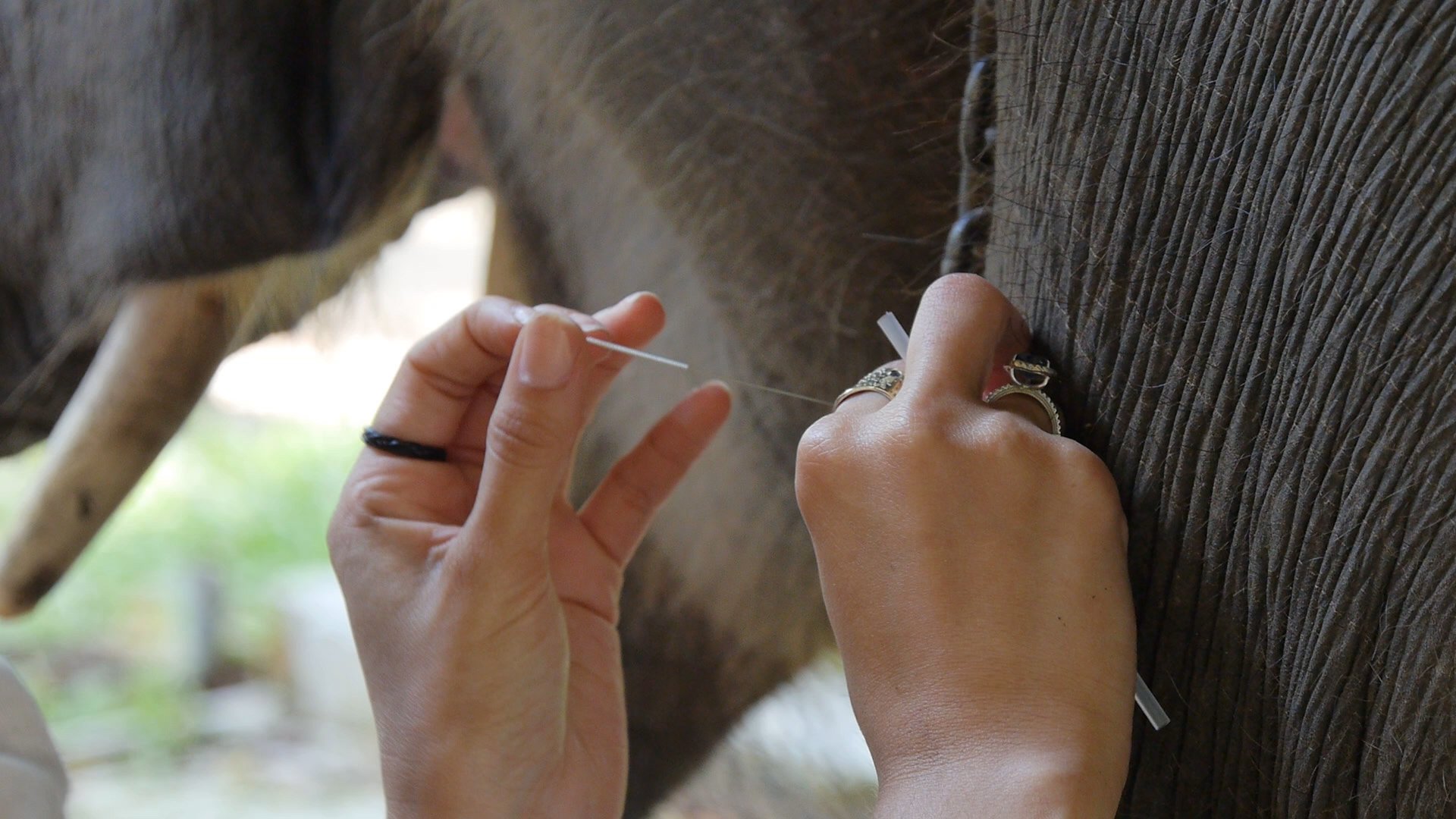 A Return from the Wild to the Pine Crest School Dr. Gabby Wild ’08